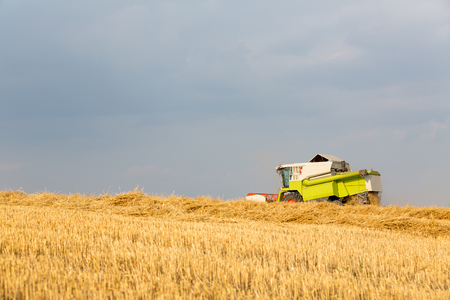 Combine harvester in action on wheat field. Harvesting is the process of gathering a ripe crop from the fields.の写真素材