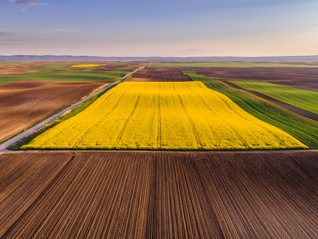 Aerial shot of canola, rape seed from a drone. Beautiful agricultural landscape.の写真素材