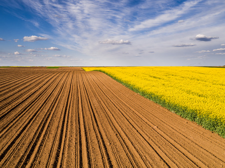 Aerial shot of canola, rape seed from a drone. Beautiful agricultural landscape.の写真素材