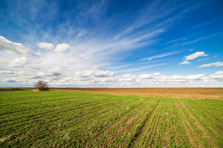Green field of tillering wheat. Tillering usually starts when plant has 3-4 leaves.の写真素材
