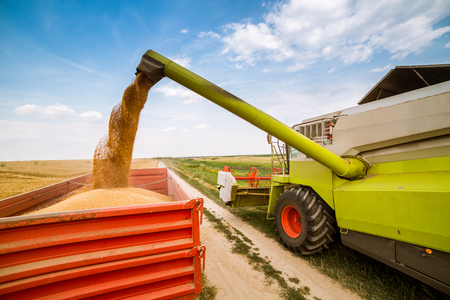 Combine harvester in action on wheat field. Harvesting is the process of gathering a ripe crop from the fields.の写真素材