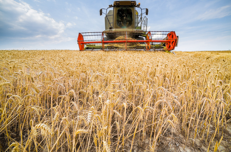 Combine harvester in action on wheat field. Harvesting is the process of gathering a ripe crop from the fields.の写真素材