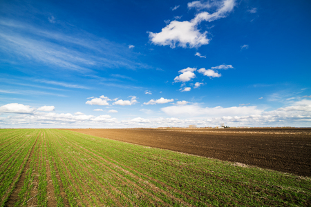 Green field of tillering wheat. Tillering usually starts when plant has 3-4 leaves.の写真素材