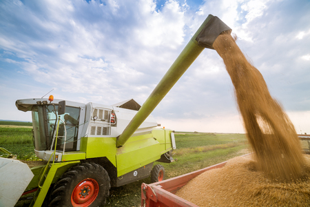 Combine harvester in action on wheat field. Harvesting is the process of gathering a ripe crop from the fields.の写真素材