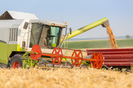Combine harvester in action on wheat field. Harvesting is the process of gathering a ripe crop from the fields.の写真素材