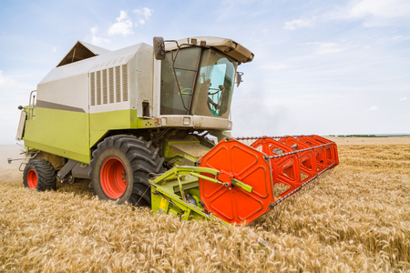 Combine harvester in action on wheat field. Harvesting is the process of gathering a ripe crop from the fields.の写真素材