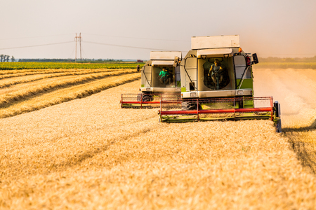 Combine harvester in action on wheat field. Harvesting is the process of gathering a ripe crop from the fields.の写真素材