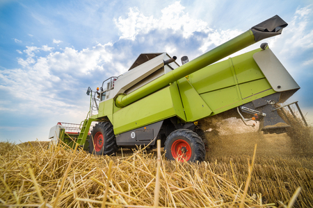 Combine harvester in action on wheat field. Harvesting is the process of gathering a ripe crop from the fields.の写真素材