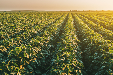 Green ripening soybean field, agricultural landscape. Image shot on a misty morning light.の写真素材