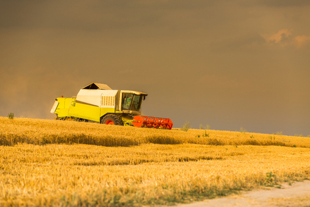 Combine harvester in action on wheat field. Harvesting is the process of gathering a ripe crop from the fields.の写真素材