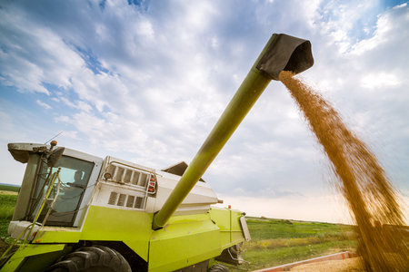 Combine harvester in action on wheat field. Harvesting is the process of gathering a ripe crop from the fields.の写真素材