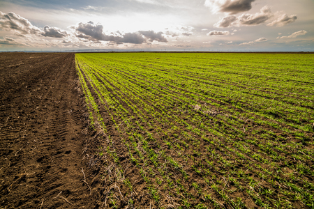 Green field of tillering wheat. Tillering usually starts when plant has 3-4 leaves.の写真素材