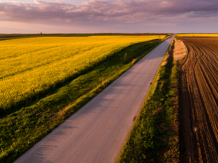 Aerial shot of canola, rape seed from a drone. Beautiful agricultural landscape.の写真素材