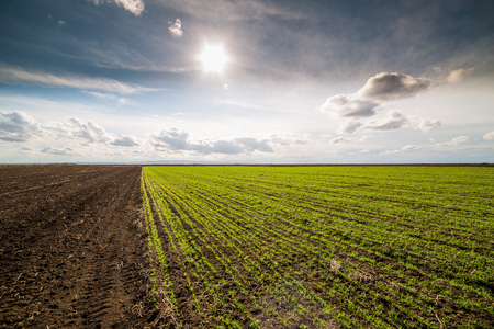 Green field of tillering wheat. Tillering usually starts when plant has 3-4 leaves.の写真素材