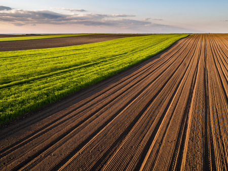 Agricultural landscape, arable crop field. Arable land is the land under temporary agricultural crops capable of being ploughed and used to grow crops.の写真素材