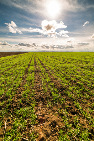 Green field of tillering wheat. Tillering usually starts when plant has 3-4 leaves.の写真素材