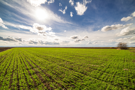 Green field of tillering wheat. Tillering usually starts when plant has 3-4 leaves.の写真素材