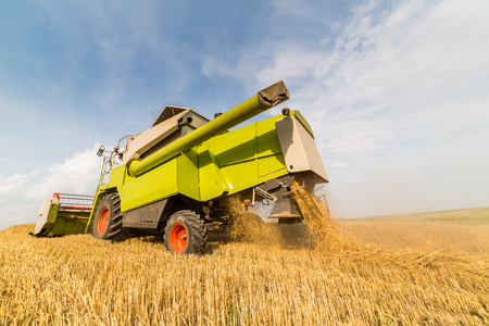 Combine harvester in action on wheat field. Harvesting is the process of gathering a ripe crop from the fields.の写真素材