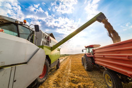 Combine harvester in action on wheat field. Harvesting is the process of gathering a ripe crop from the fields.の写真素材