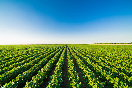 Green ripening soybean field, agricultural landscapeの写真素材