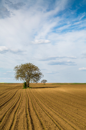 Agricultural landscape, arable crop field. Arable land is the land under temporary agricultural crops capable of being ploughed and used to grow crops.の写真素材