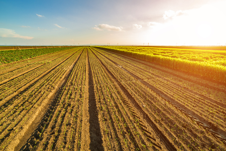 Onion field, maturing at spring. Agricultural landscapeの写真素材
