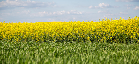 Canola rapeseed flowers at fieldの写真素材