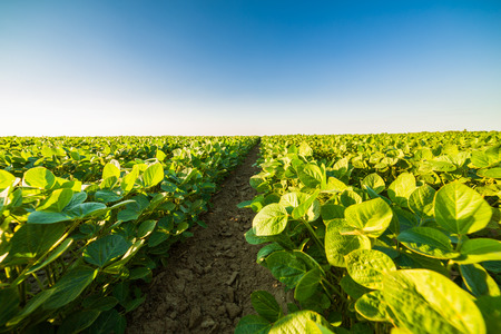 Green ripening soybean field, agricultural landscapeの写真素材