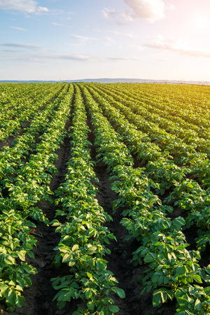 Green field of potato crops in a rowの写真素材