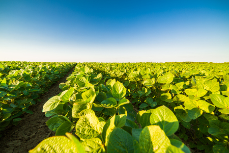 Green ripening soybean field, agricultural landscapeの写真素材