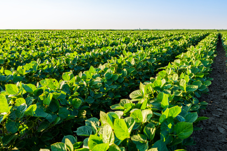 Green ripening soybean field, agricultural landscapeの写真素材