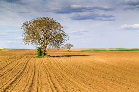 Agricultural landscape, arable crop field. Arable land is the land under temporary agricultural crops capable of being ploughed and used to grow crops.の写真素材