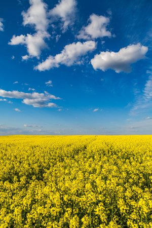Canola rapeseed flowers at fieldの写真素材