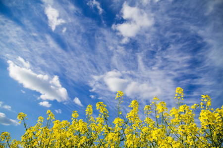 Canola rapeseed flowers at fieldの写真素材