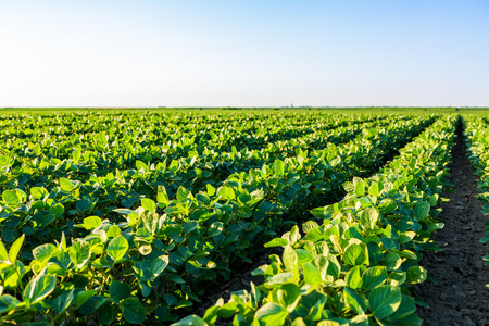 Green ripening soybean field, agricultural landscapeの写真素材