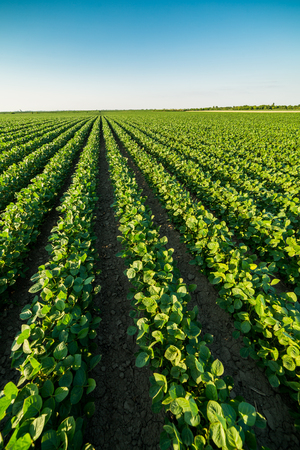 Green ripening soybean field, agricultural landscapeの写真素材