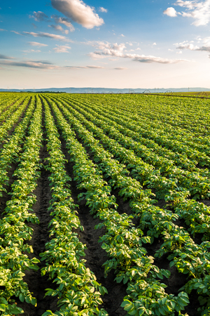 Green field of potato crops in a rowの写真素材
