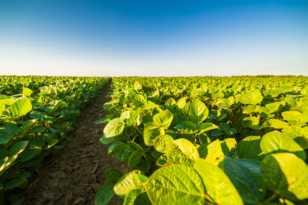 Green ripening soybean field, agricultural landscapeの写真素材