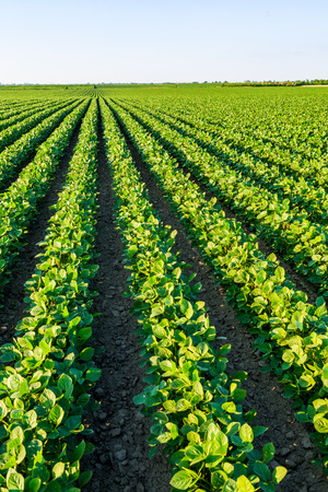 Green ripening soybean field, agricultural landscapeの写真素材