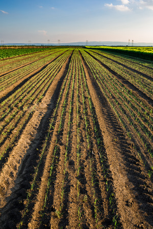 Onion field, maturing at spring. Agricultural landscapeの写真素材