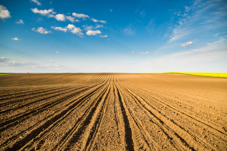 Agricultural landscape, arable crop field. Arable land is the land under temporary agricultural crops capable of being ploughed and used to grow crops.の写真素材