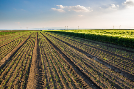 Onion field, maturing at spring. Agricultural landscapeの写真素材