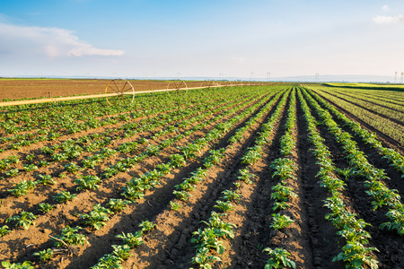 Green field of potato crops in a rowの写真素材