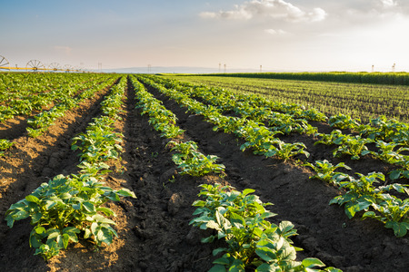 Green field of potato crops in a rowの写真素材