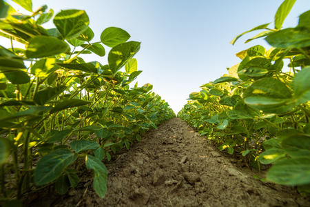 Green ripening soybean field, agricultural landscapeの写真素材