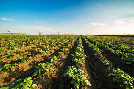 Green field of potato crops in a rowの写真素材