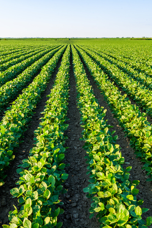 Green ripening soybean field, agricultural landscapeの写真素材