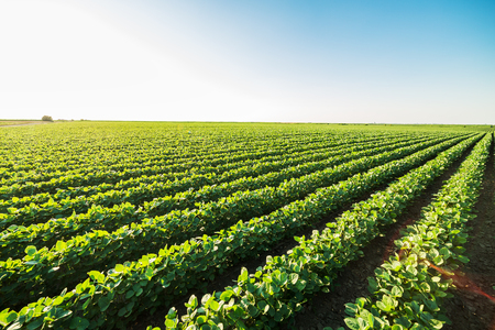 Green ripening soybean field, agricultural landscapeの写真素材