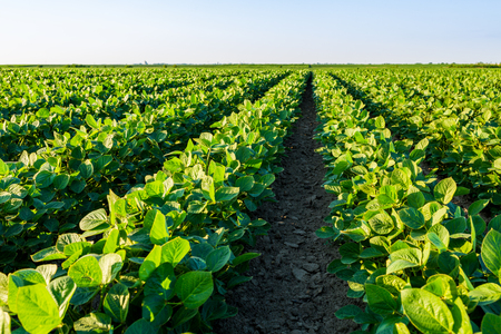 Green ripening soybean field, agricultural landscapeの写真素材