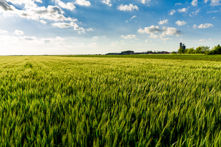 Green wheat fieldの写真素材